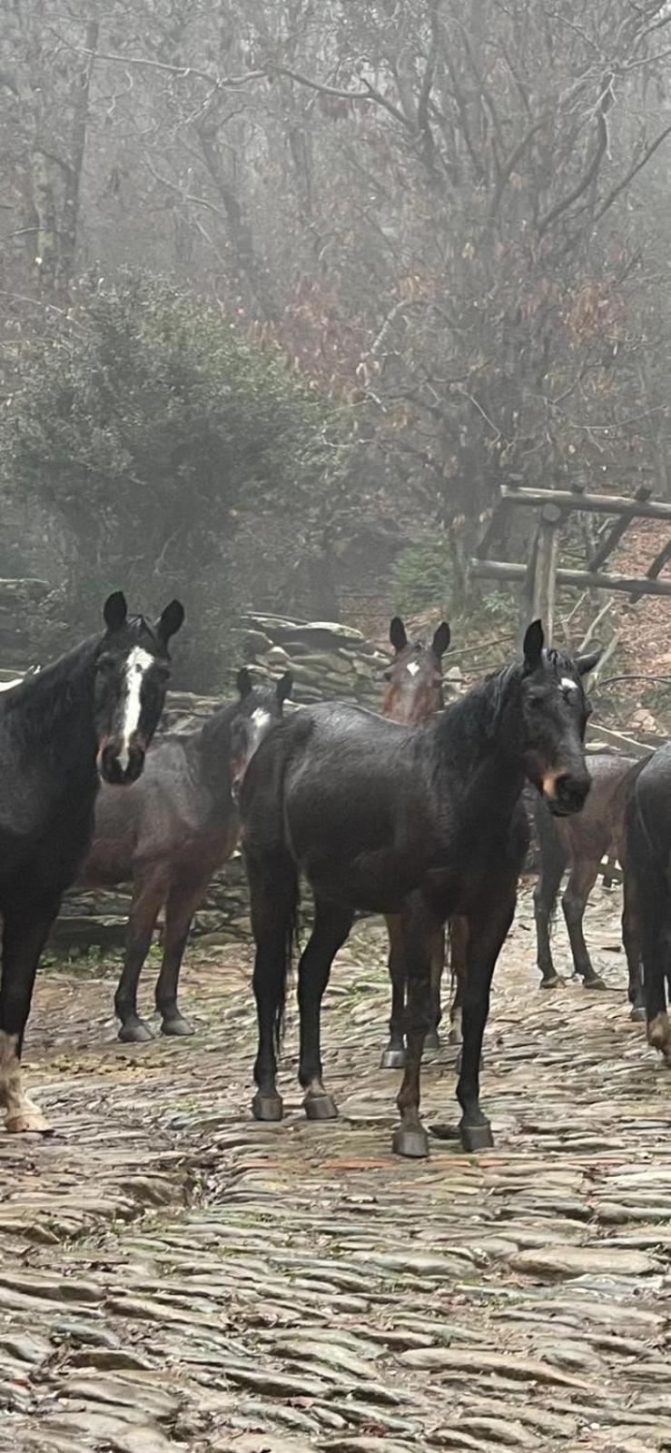 Centro Trekking A Cavallo Monte Brugiana Hostal Massa  Exterior foto